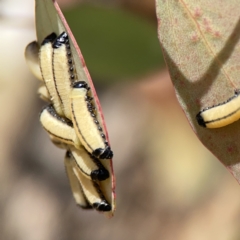 Paropsisterna cloelia at Ngunnawal, ACT - 25 Nov 2023