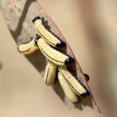 Paropsisterna cloelia at Ngunnawal, ACT - 25 Nov 2023