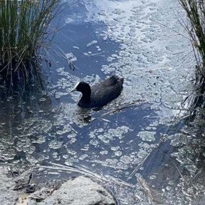 Fulica atra (Eurasian Coot) at Casey, ACT - 25 Nov 2023 by Hejor1