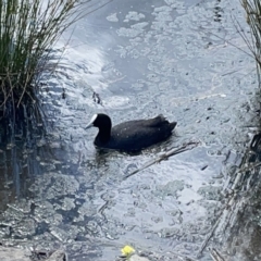 Fulica atra at Casey, ACT - 25 Nov 2023 03:19 PM