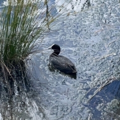 Fulica atra at Casey, ACT - 25 Nov 2023 03:19 PM