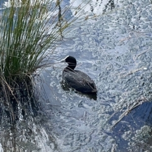 Fulica atra at Casey, ACT - 25 Nov 2023