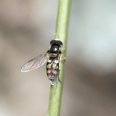 Simosyrphus grandicornis (Common hover fly) at Casey, ACT - 25 Nov 2023 by Hejor1