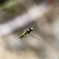 Simosyrphus grandicornis at Ngunnawal, ACT - 25 Nov 2023