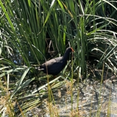 Gallinula tenebrosa (Dusky Moorhen) at Ngunnawal, ACT - 25 Nov 2023 by Hejor1