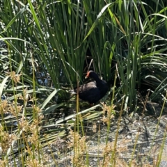 Gallinula tenebrosa at Ngunnawal, ACT - 25 Nov 2023