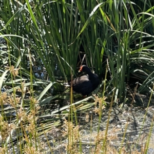 Gallinula tenebrosa at Ngunnawal, ACT - 25 Nov 2023