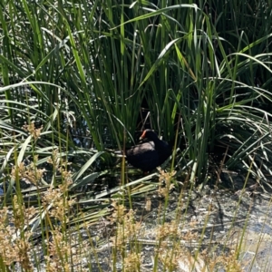 Gallinula tenebrosa at Ngunnawal, ACT - 25 Nov 2023