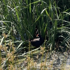 Gallinula tenebrosa at Ngunnawal, ACT - 25 Nov 2023 03:25 PM