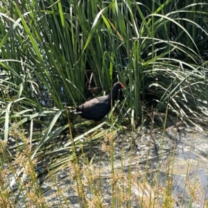 Gallinula tenebrosa at Ngunnawal, ACT - 25 Nov 2023