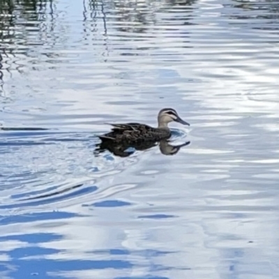 Anas superciliosa (Pacific Black Duck) at Casey, ACT - 25 Nov 2023 by Hejor1