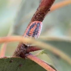 Monophlebulus sp. (genus) at Casey, ACT - 25 Nov 2023