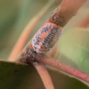 Monophlebulus sp. (genus) at Casey, ACT - 25 Nov 2023