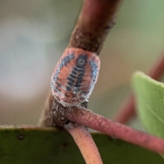 Monophlebulus sp. (genus) at Casey, ACT - 25 Nov 2023