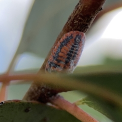 Monophlebulus sp. (genus) at Casey, ACT - 25 Nov 2023