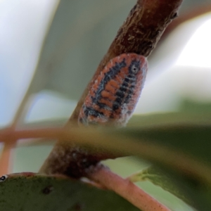 Monophlebulus sp. (genus) at Casey, ACT - 25 Nov 2023 03:48 PM