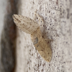 Ledromorpha planirostris at Casey, ACT - 25 Nov 2023 03:51 PM