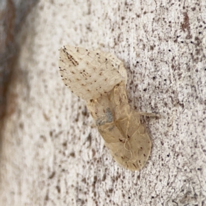 Ledromorpha planirostris at Casey, ACT - 25 Nov 2023 03:51 PM