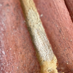 Ledromorpha planirostris at Casey, ACT - 25 Nov 2023