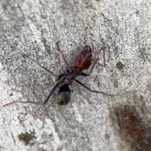 Iridomyrmex purpureus at Casey, ACT - 25 Nov 2023 03:54 PM