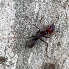 Iridomyrmex purpureus at Casey, ACT - 25 Nov 2023 03:54 PM