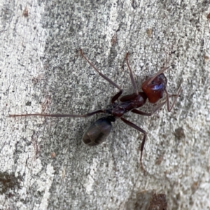 Iridomyrmex purpureus at Casey, ACT - 25 Nov 2023