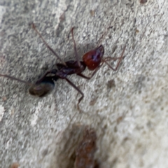 Iridomyrmex purpureus at Casey, ACT - 25 Nov 2023 03:54 PM