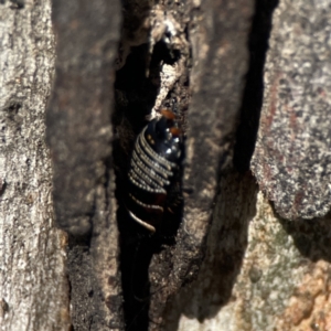 Ellipsidion australe at Casey, ACT - 25 Nov 2023