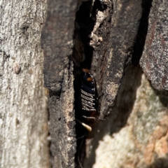 Ellipsidion australe at Casey, ACT - 25 Nov 2023