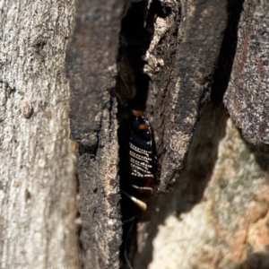 Ellipsidion australe at Casey, ACT - 25 Nov 2023 03:57 PM