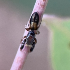 Rhombonotus gracilis (Graceful Ant Mimic) at Casey, ACT - 25 Nov 2023 by Hejor1