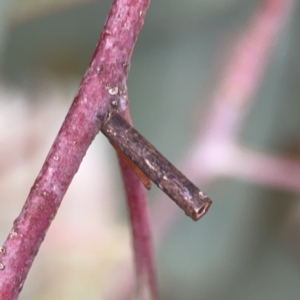 Hemibela (genus) at Casey, ACT - 25 Nov 2023