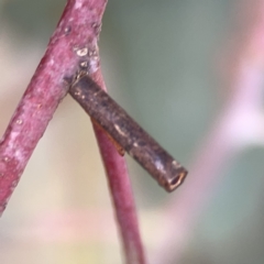 Hemibela (genus) at Casey, ACT - 25 Nov 2023 04:01 PM