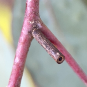 Hemibela (genus) at Casey, ACT - 25 Nov 2023 04:01 PM