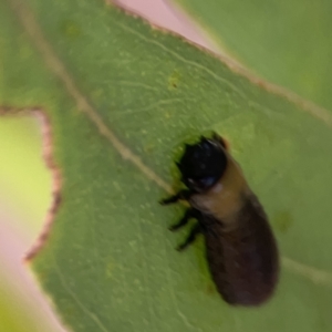 Paropsisterna beata at Casey, ACT - 25 Nov 2023 04:03 PM