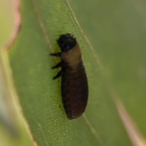 Paropsisterna beata at Casey, ACT - 25 Nov 2023 04:03 PM