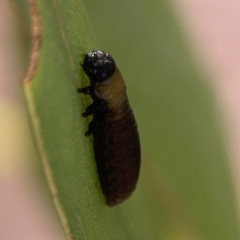 Paropsisterna beata at Casey, ACT - 25 Nov 2023 04:03 PM