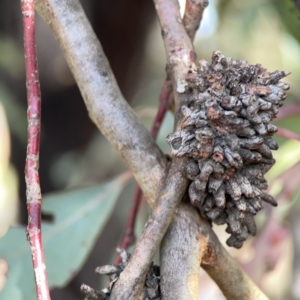 Terobiella sp. (genus) at Casey, ACT - 25 Nov 2023