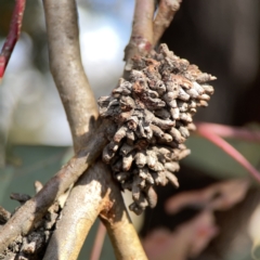 Terobiella sp. (genus) at Casey, ACT - 25 Nov 2023