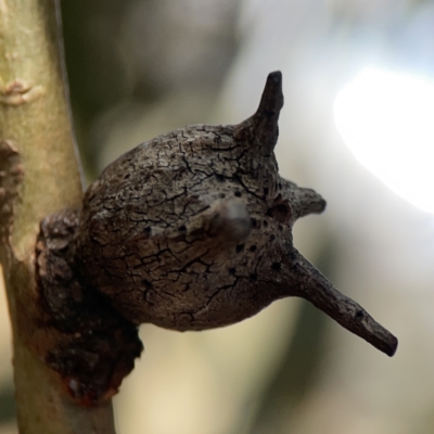 Apiomorpha munita (Four horned Gum-tree Gall) at Casey, ACT - 25 Nov 2023 by Hejor1