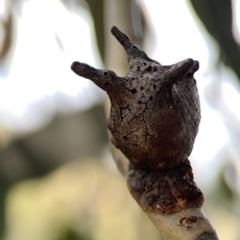 Apiomorpha munita at Casey, ACT - 25 Nov 2023