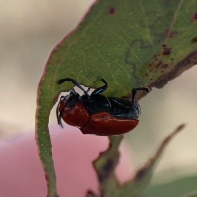 Aporocera (Aporocera) haematodes (A case bearing leaf beetle) at Casey, ACT - 25 Nov 2023 by Hejor1