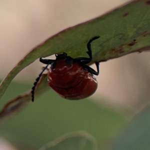 Aporocera (Aporocera) haematodes at Casey, ACT - 25 Nov 2023 04:05 PM