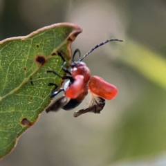 Aporocera (Aporocera) haematodes at Casey, ACT - 25 Nov 2023 04:05 PM