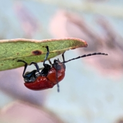 Aporocera (Aporocera) haematodes at Casey, ACT - 25 Nov 2023 04:05 PM