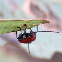 Aporocera (Aporocera) haematodes at Casey, ACT - 25 Nov 2023 04:05 PM