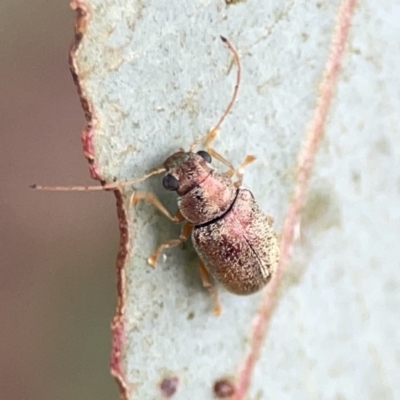 Edusella sp. (genus) (A leaf beetle) at Casey, ACT - 25 Nov 2023 by Hejor1
