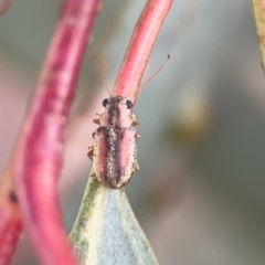 Edusella sp. (genus) at Casey, ACT - 25 Nov 2023