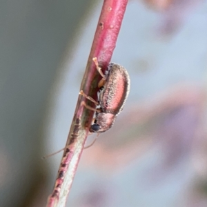 Edusella sp. (genus) at Casey, ACT - 25 Nov 2023