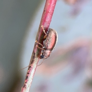 Edusella sp. (genus) at Casey, ACT - 25 Nov 2023 04:09 PM